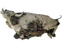 Complete 9,000-year-old frozen bison mummy found in Siberia
