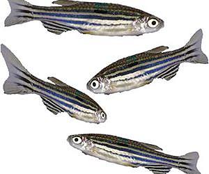 Squid and zebrafish cells inspire camouflaging smart materials