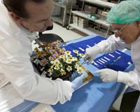 Flowering Zinnias set stage for deep-space food crop research