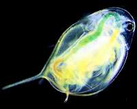 On thin ice: Disappearing zooplankton could collapse Arctic food chain