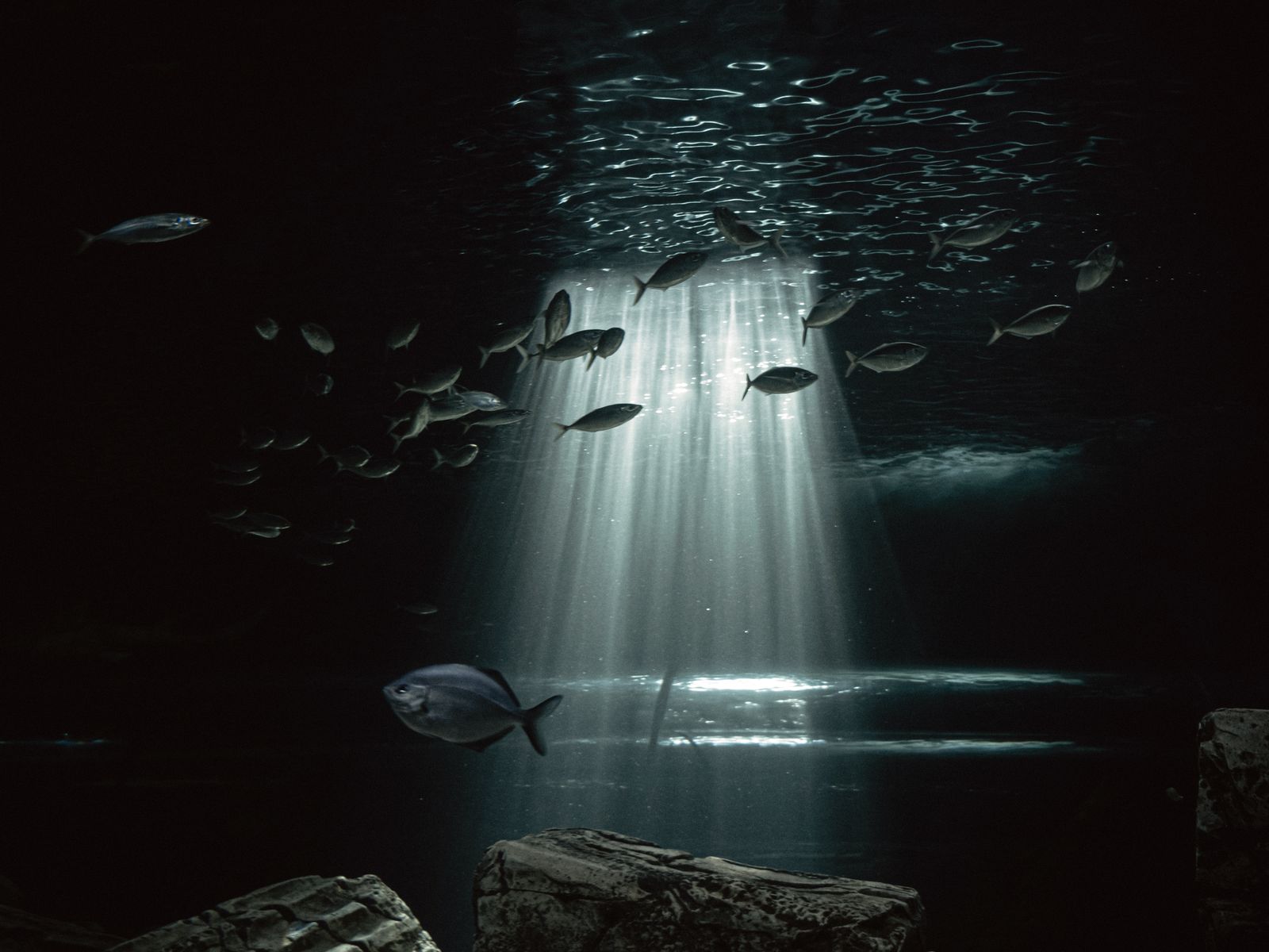 Greenland sharks can live more than 400 years, meaning some swimming the North Atlantic today were alive when Bach was composing, and nearly all of them spend those centuries functionally blind because a parasitic crustacean latches to each eye