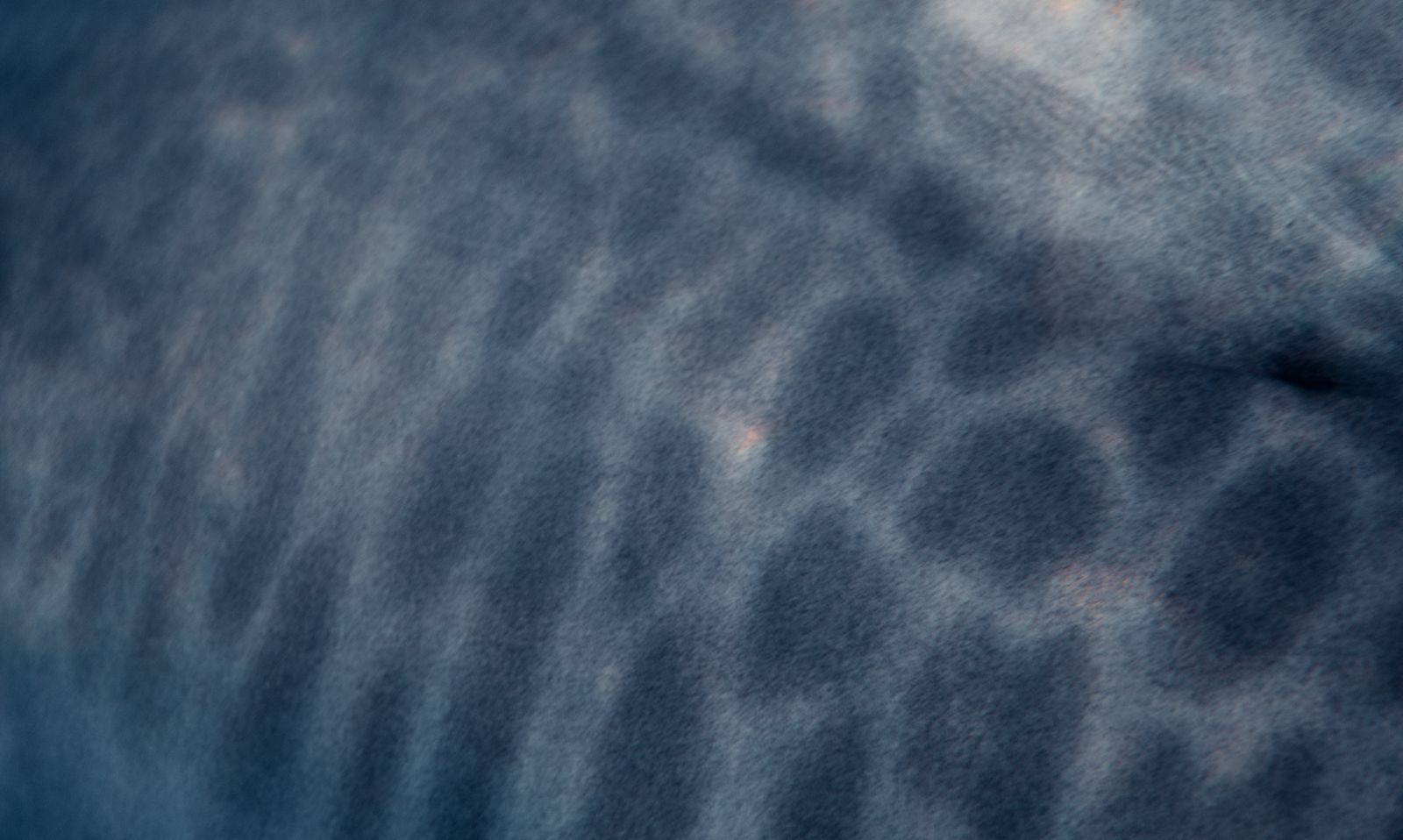 shark eye parasite closeup